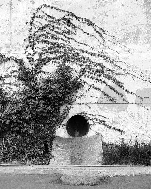 I really want to know what's going on with this plant being wrapped over the pipe at such an angle.⁠⠀
⁠⠀
#fujifilmxt3 #korea_photography #seoul #seoulkorea #seoullovers #bnwphotography #blackandwhite