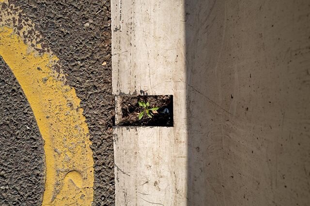 Life finds a way