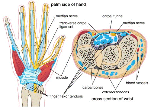 carpal tunnel.png