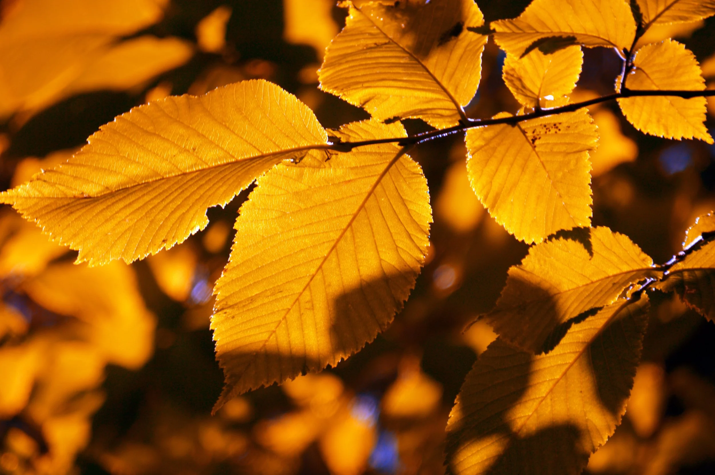 neelam279-autumn-10535642.jpg