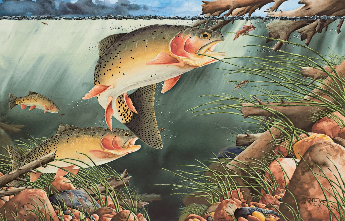 TAKE OUT ON THE WEST FORK