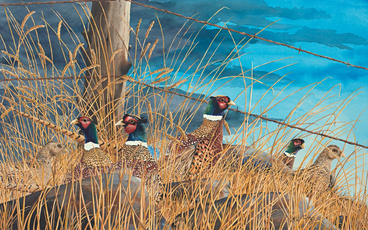 BLUFF RIDGE RINGNECKS