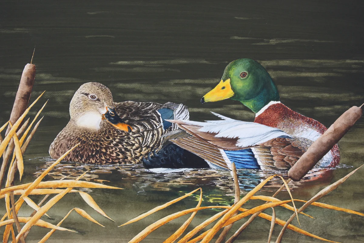 BACK WATER MALLARDS.jpg