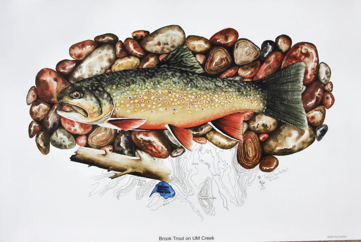 BROOK TROUT ON UM CREEK