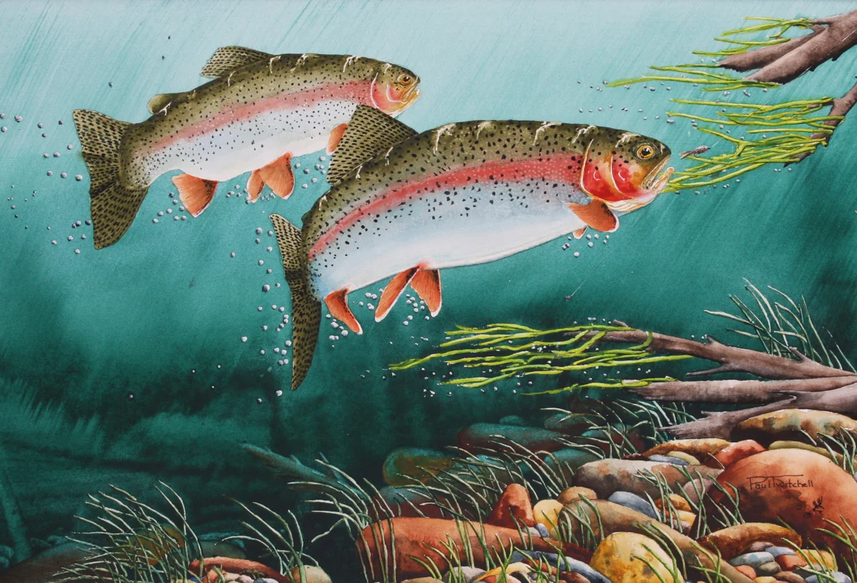 DIDN'T TAKE THE MIDGE