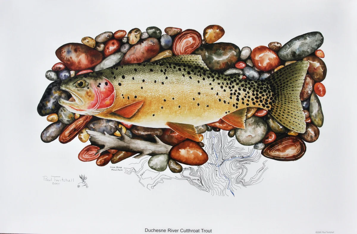 DUCHNESE RIVER CUTTHROAT