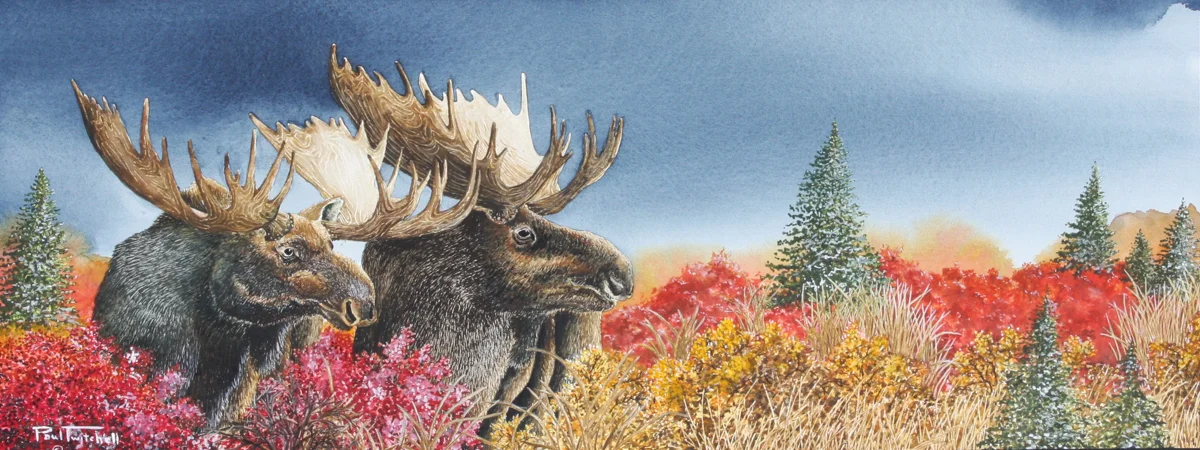 DUNCAN VALLEY BRUISERS