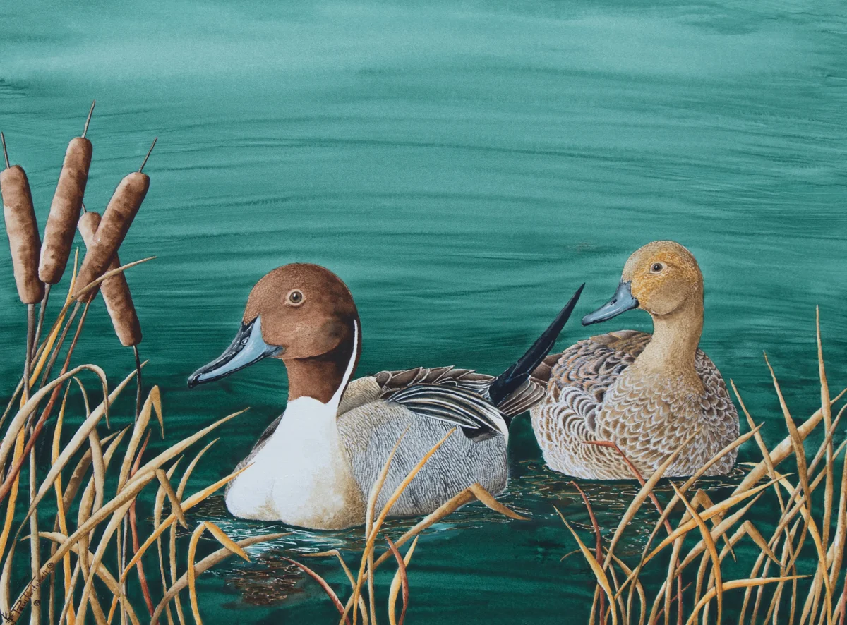 BRIDGER BAY PINTAILS