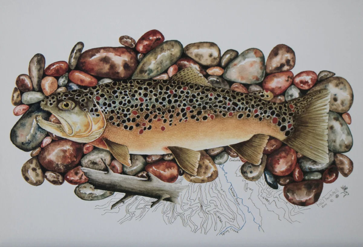 WEBER RIVER BROWN TROUT