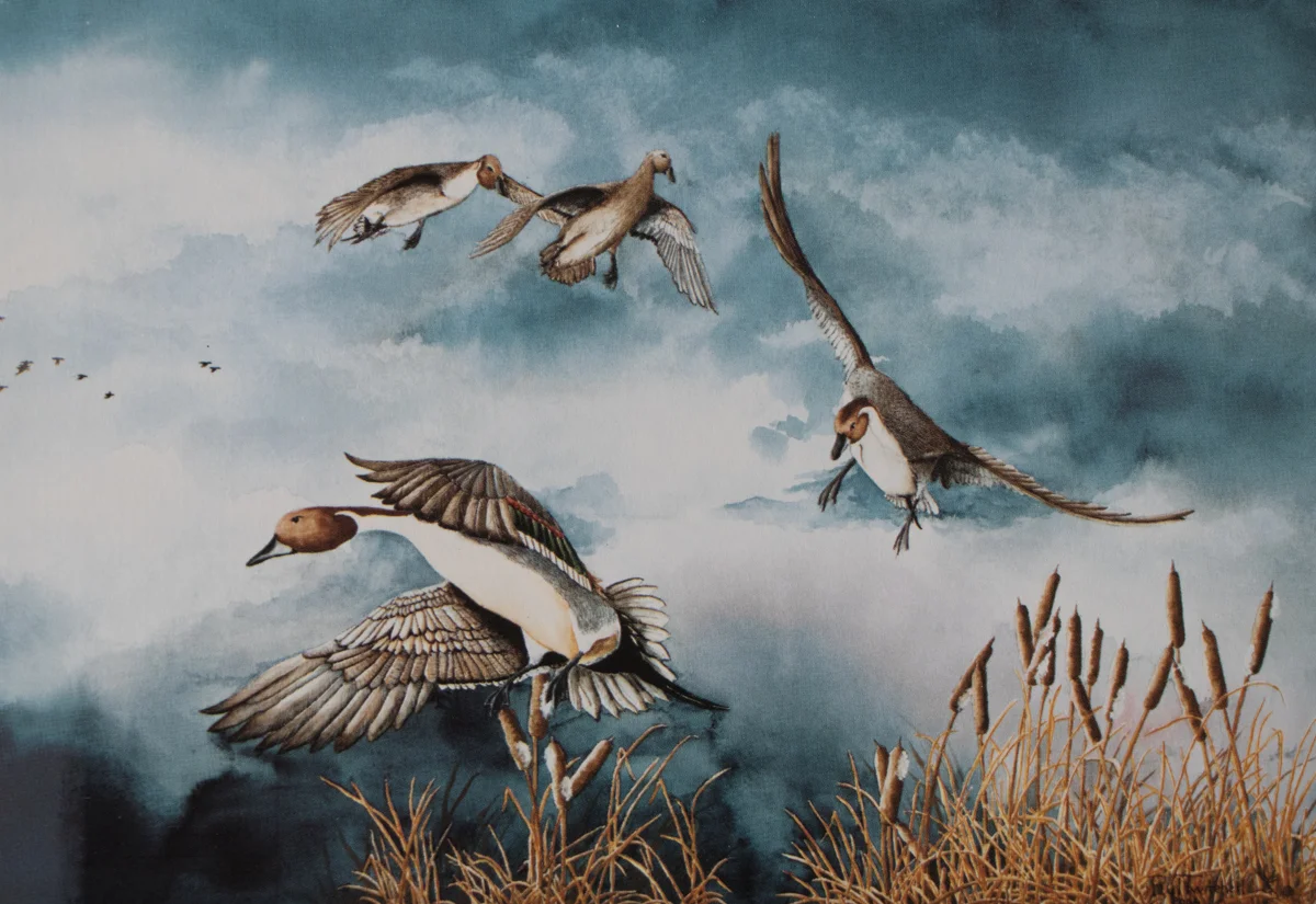 KAY'S CREEK PINTAILS