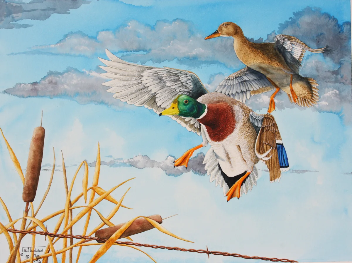 OVER THE WIRE AT BEAR RIVE