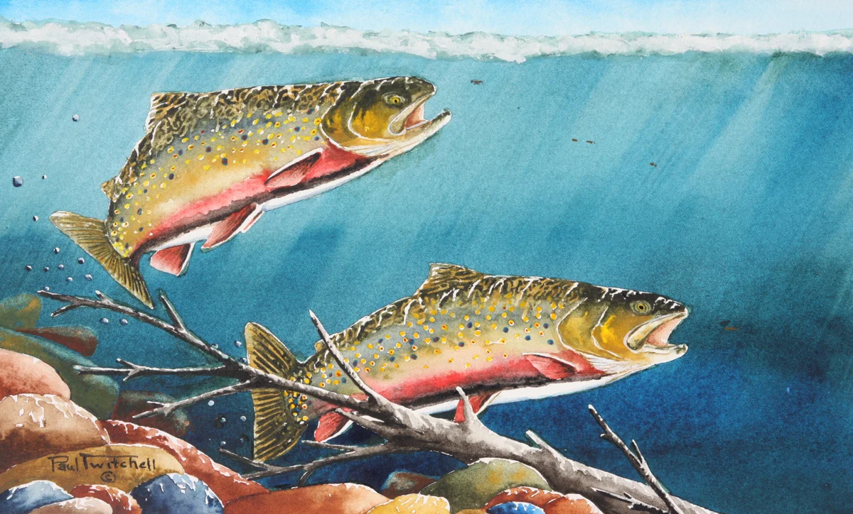 MCKINNEY CREEK BROOKIES 2.jpg