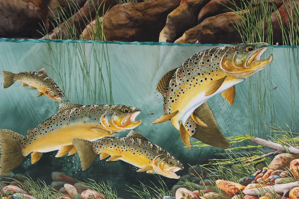 PMD's ON THE HAMS FORK