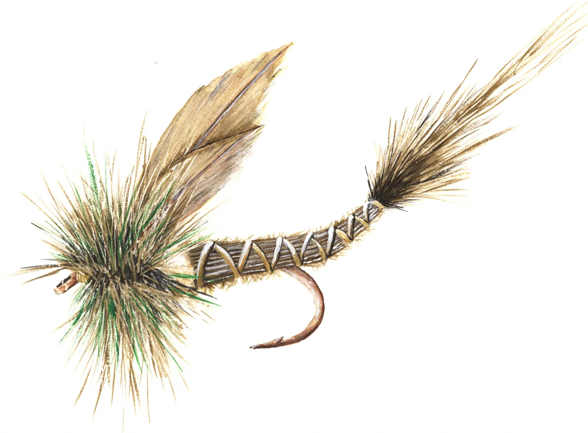 EXTENDED BODY GREEN DRAKE