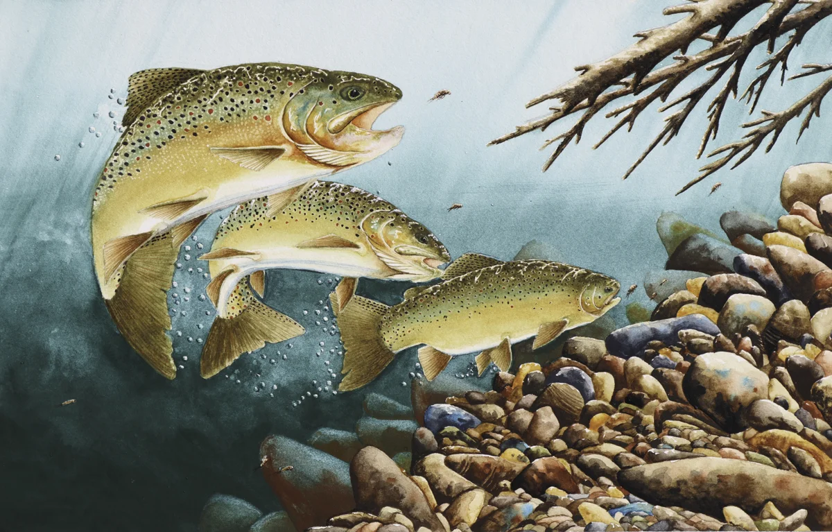 FIRST LIGHT ON BURNT RIDGE