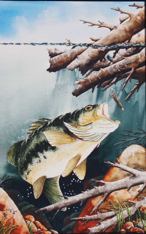 Fishing Wallpaper APK for Android Download