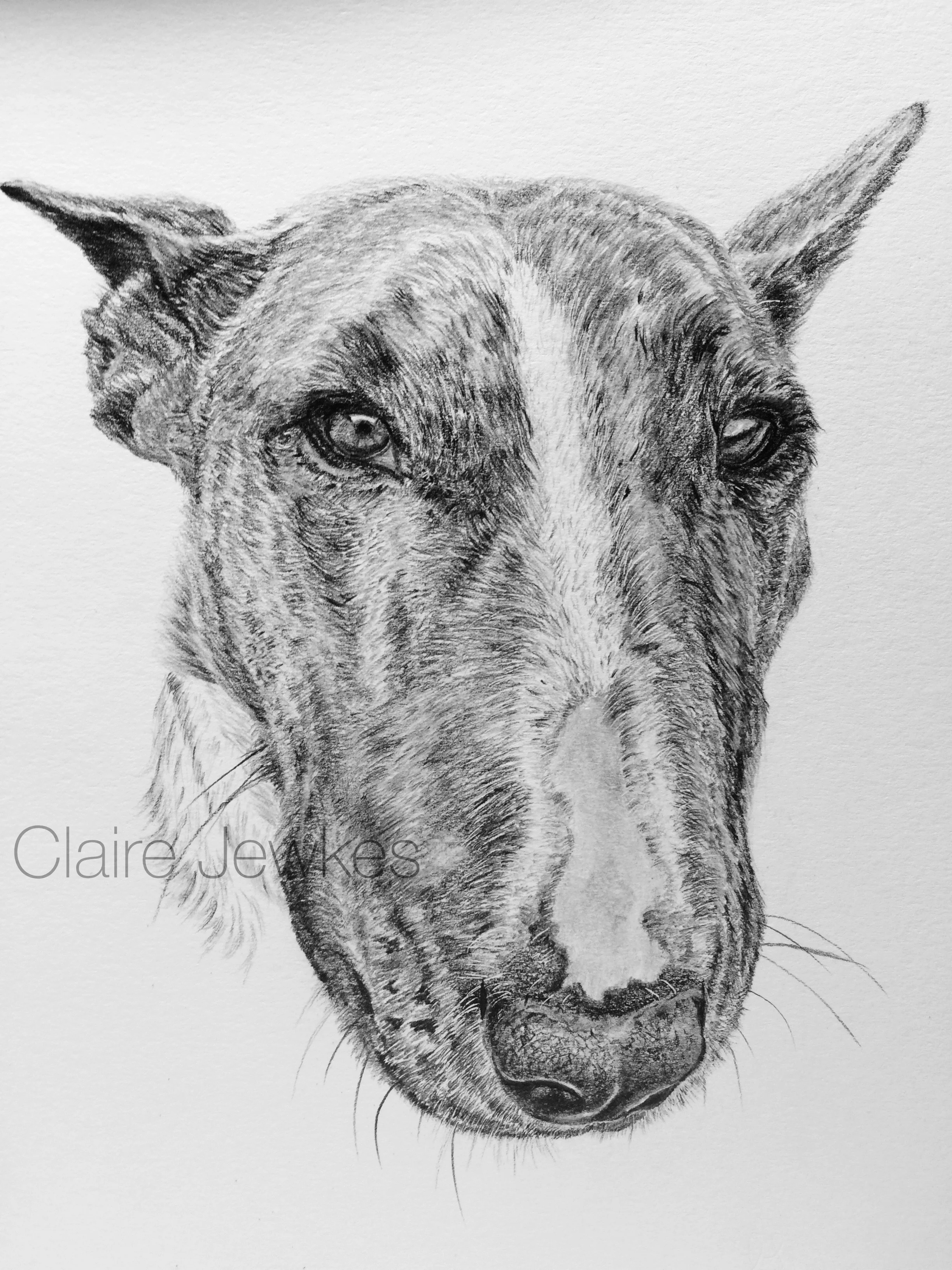 British Bull Terrier