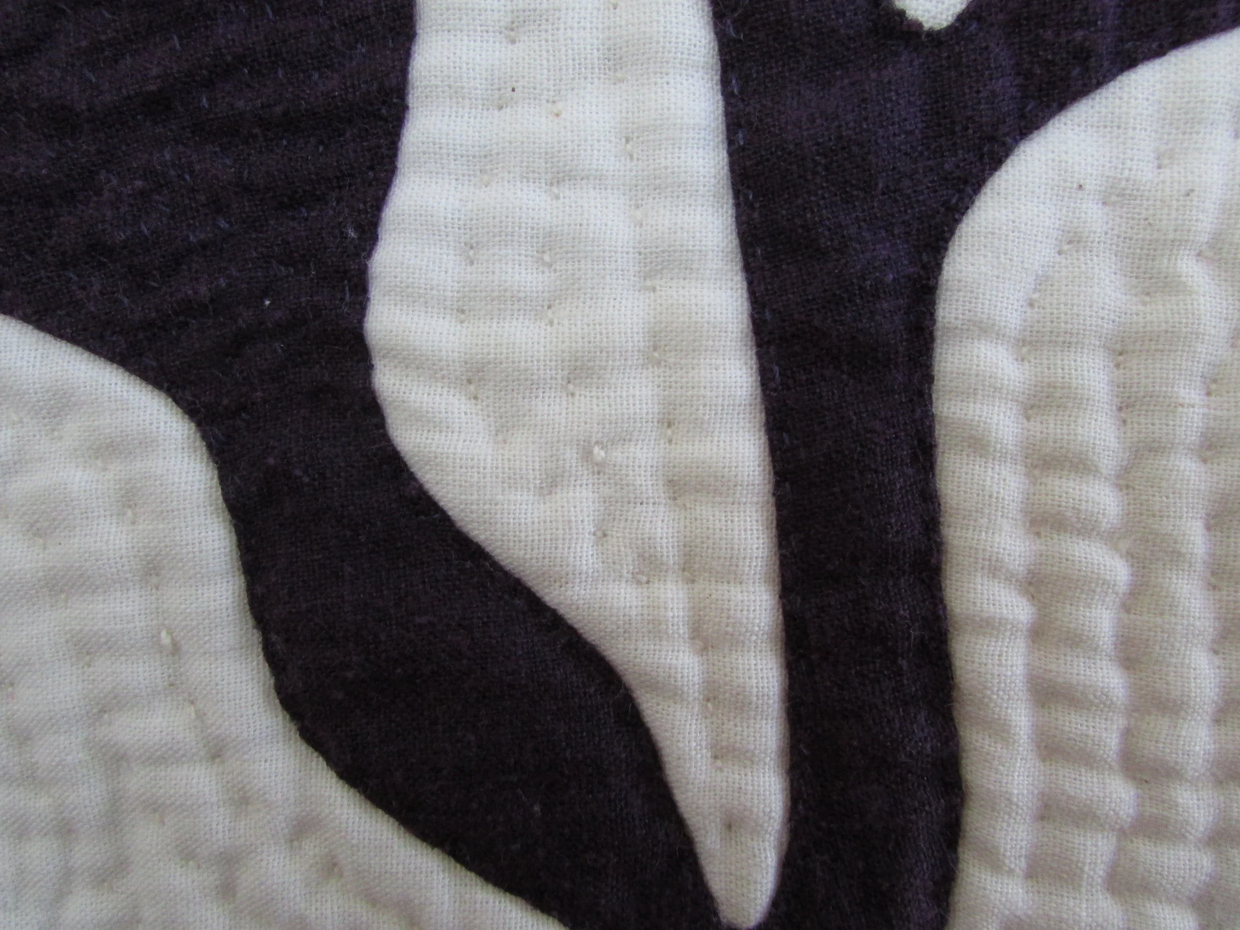 Kelp Forest close up 1.JPG