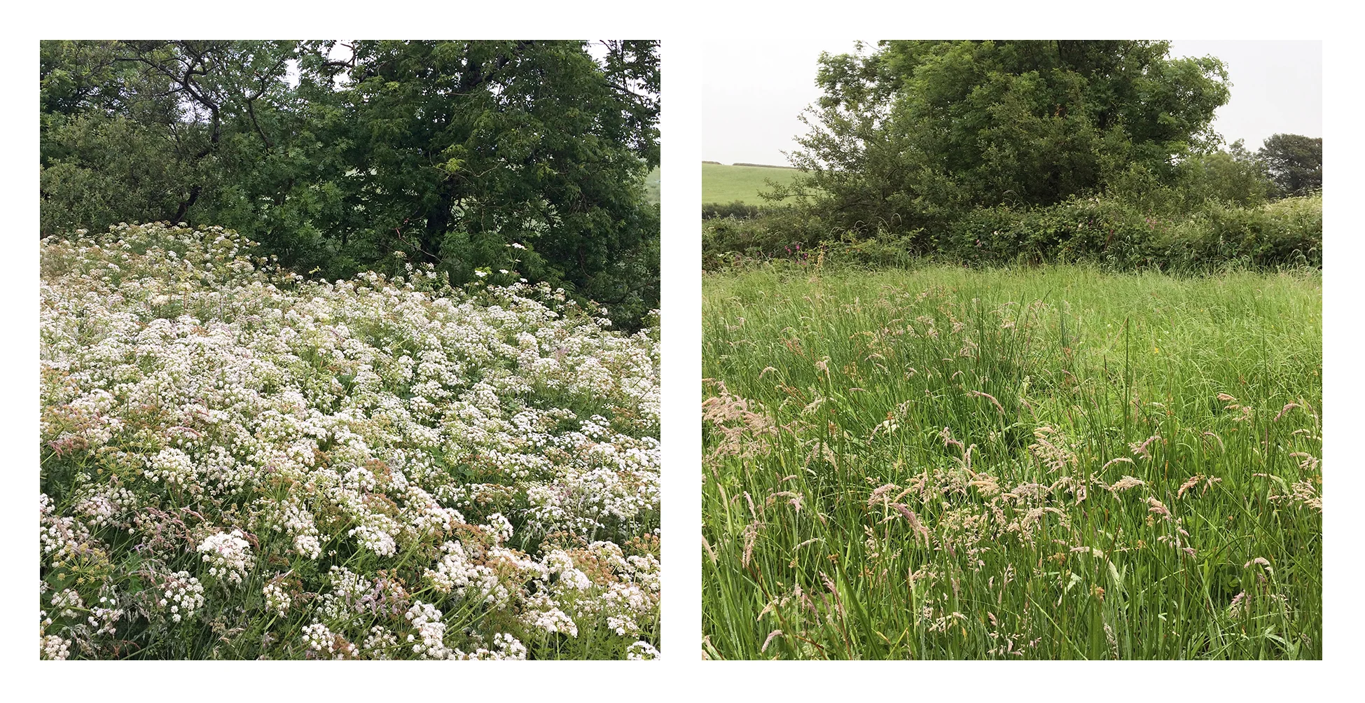 River Tamar - Border close to Youlstone Ham Bridge Left Image - Cornwall Right Image - Devon