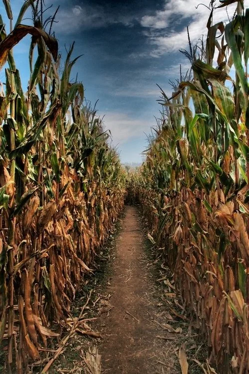 corn maze.jpg