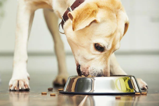 How To Be An Eco-Friendly Pet Owner