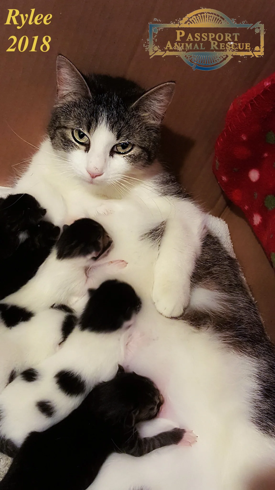 Rylee Nursing.jpg