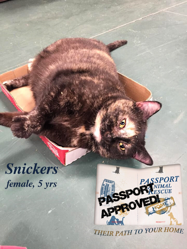 Snickers 03-2019.jpg