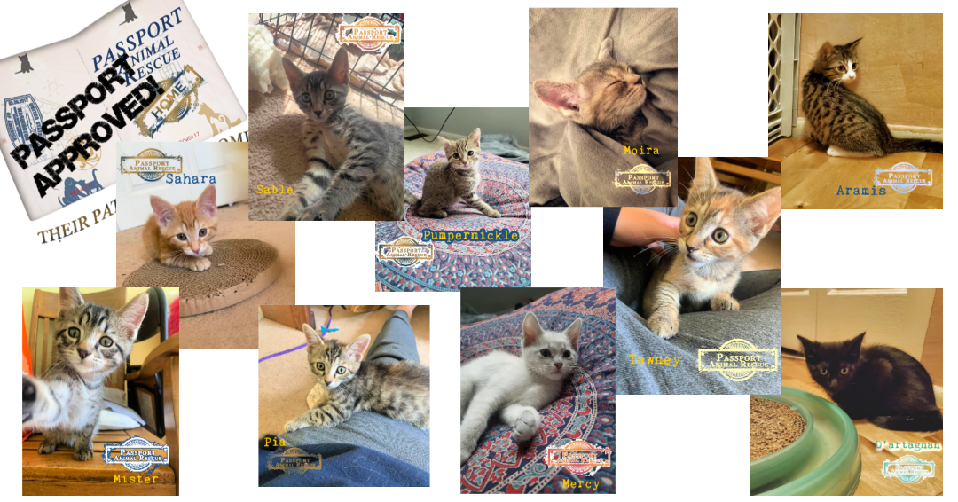 2020 kittens - June.png