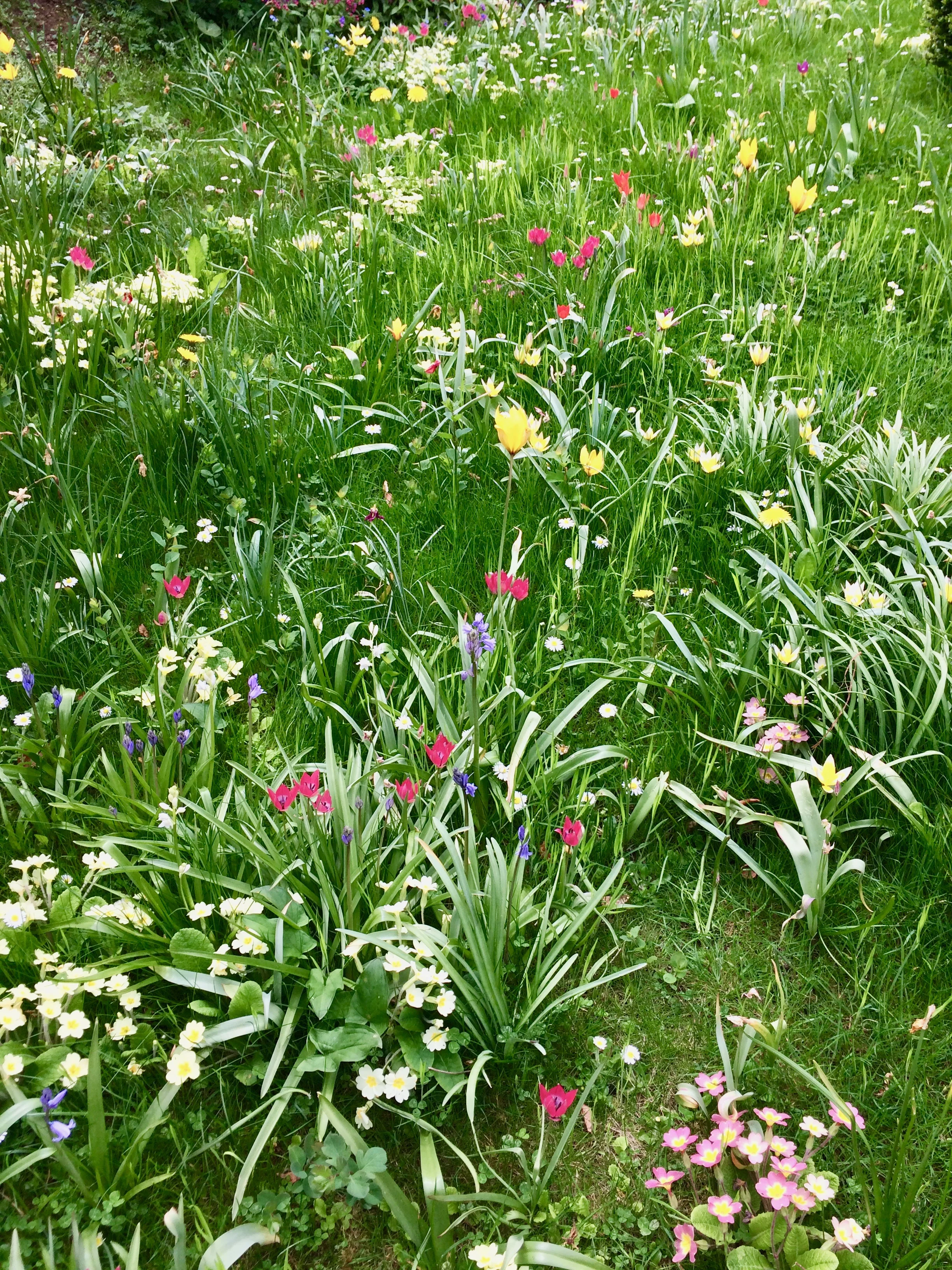 Spring has sprung on our front lawn and him outdoors can feel proud!