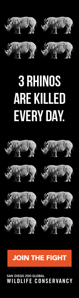 PAID_DISPLAY_AD_Disappear_160x600.gif