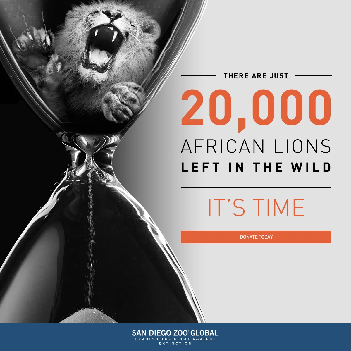 sd-zoo-global-wildlife-conservancy_display-ads-2_1200X1200.jpg