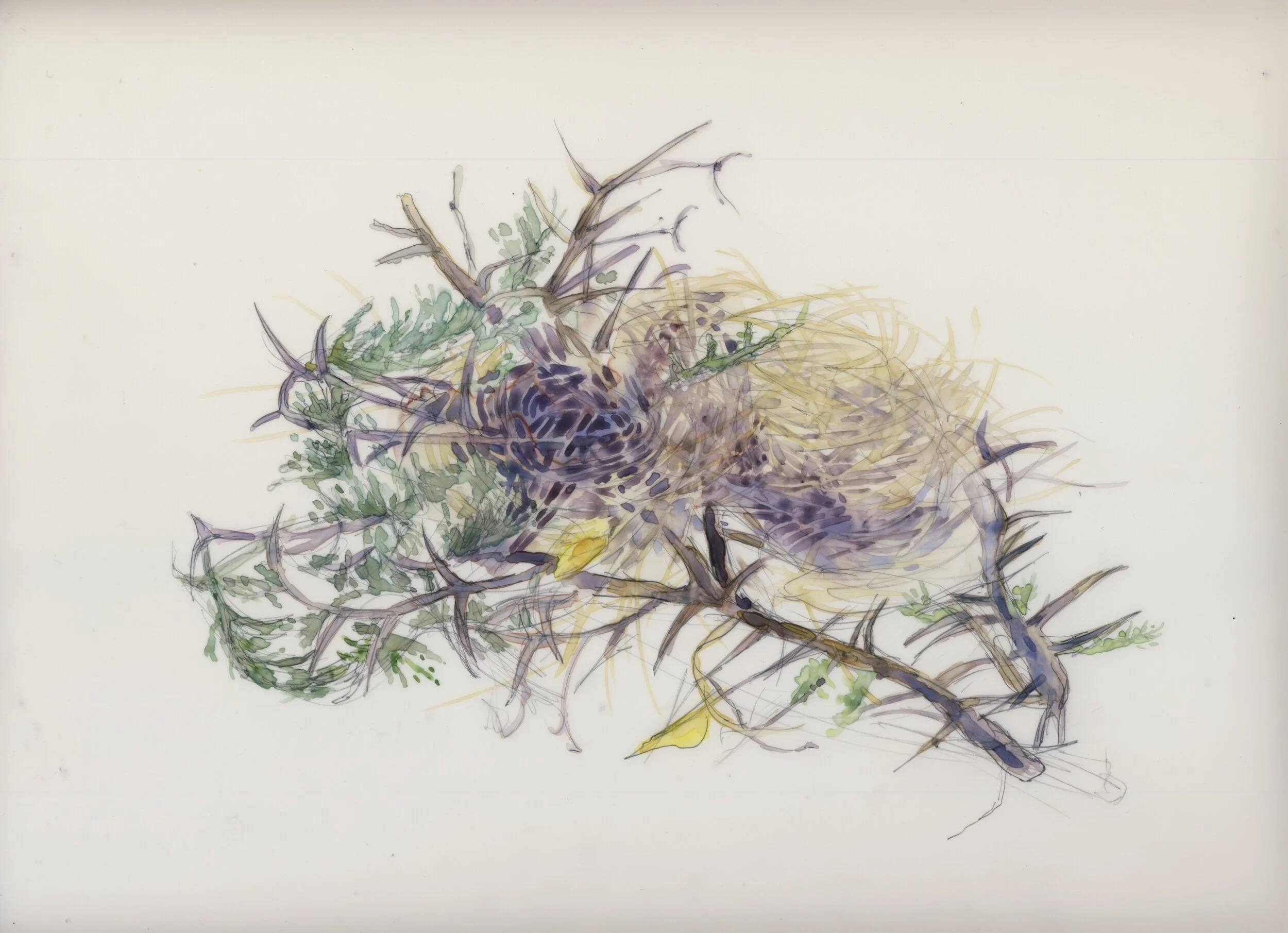  Banded Wren Nest ( in Thorn Tree), 2019, 10 X 8” (Sold) 