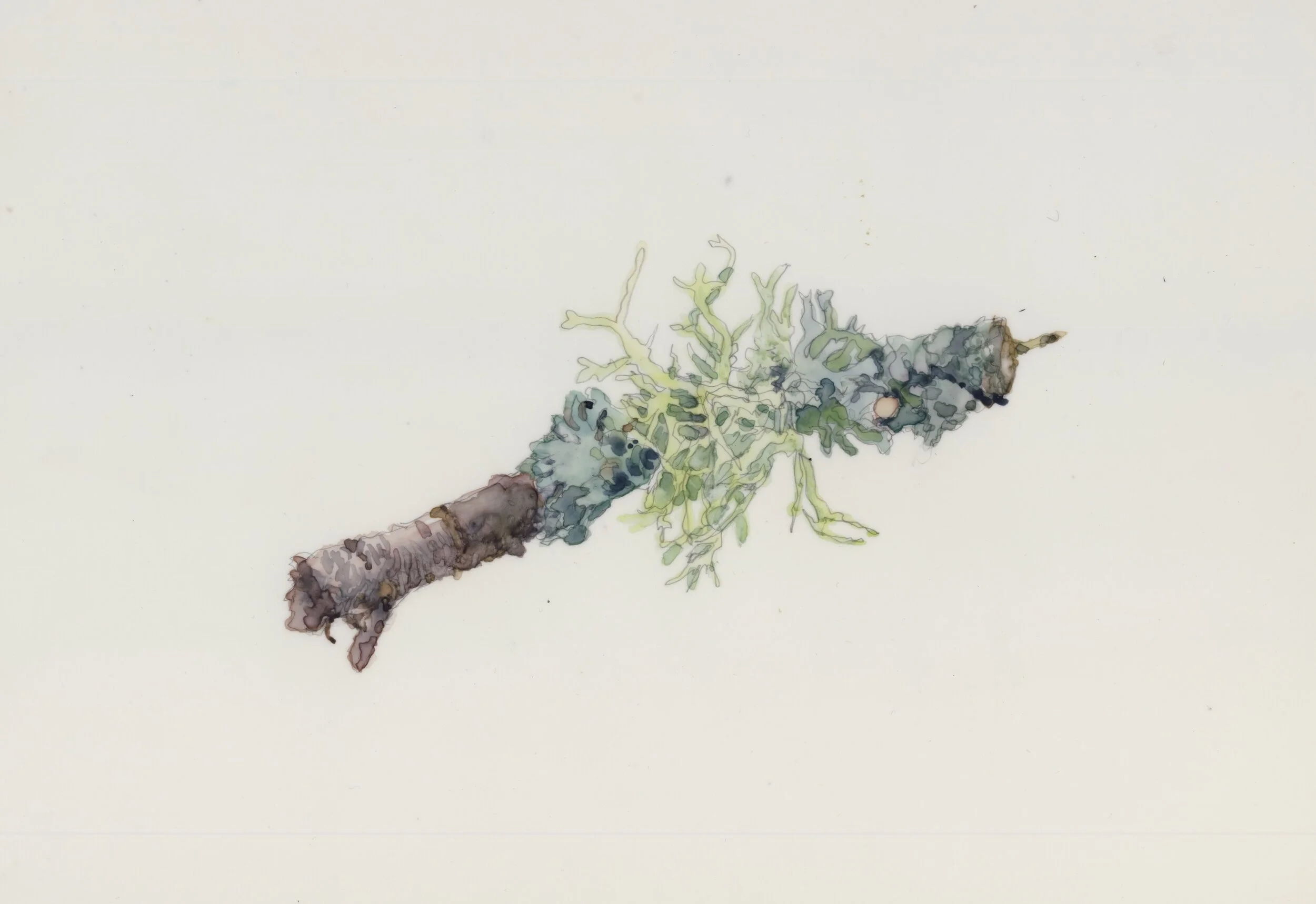  Small twig with Lichen, 2019, 6 X 9” 
