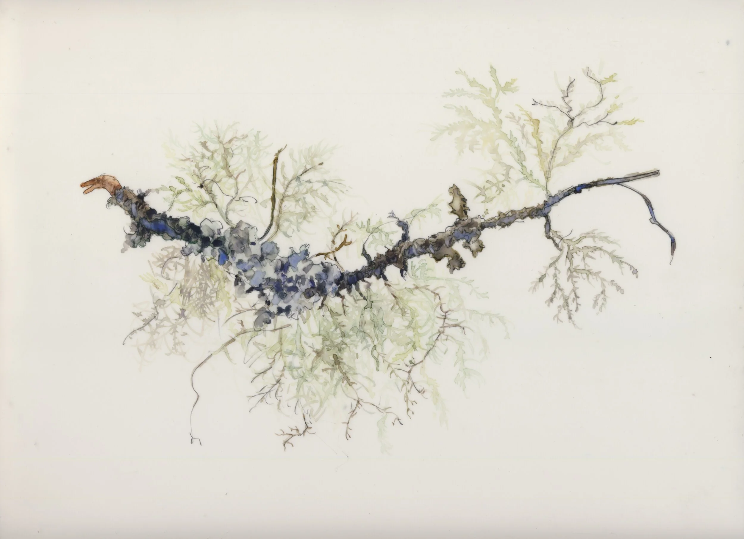  Twig with Lichen, Tofino, 2019, 11 x 8” (Sold) 