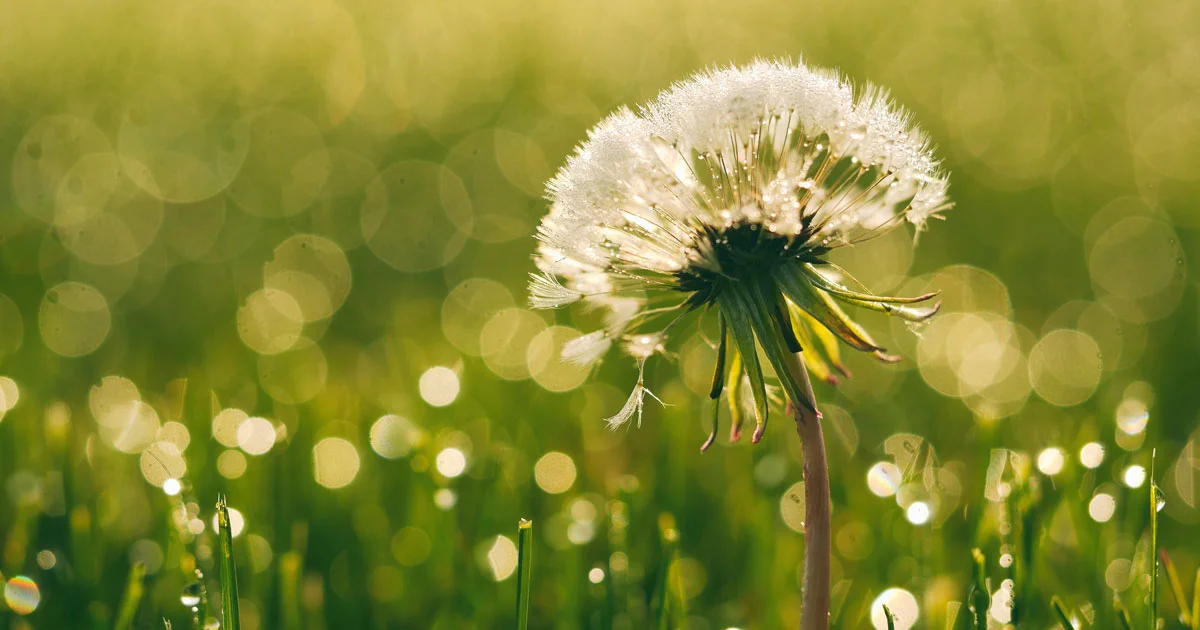 Weed Control & Fertilization — New Season Landscaping