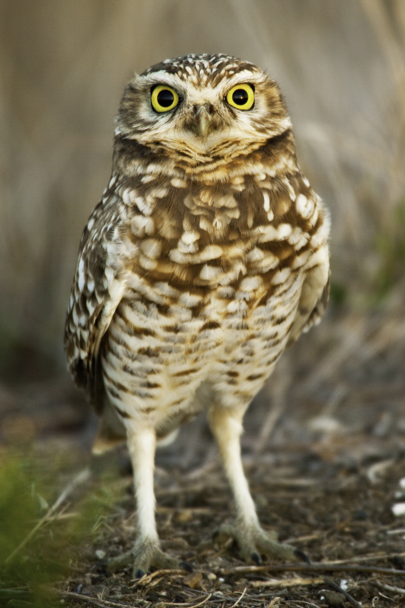 Burrowing Owl..穴小鸮