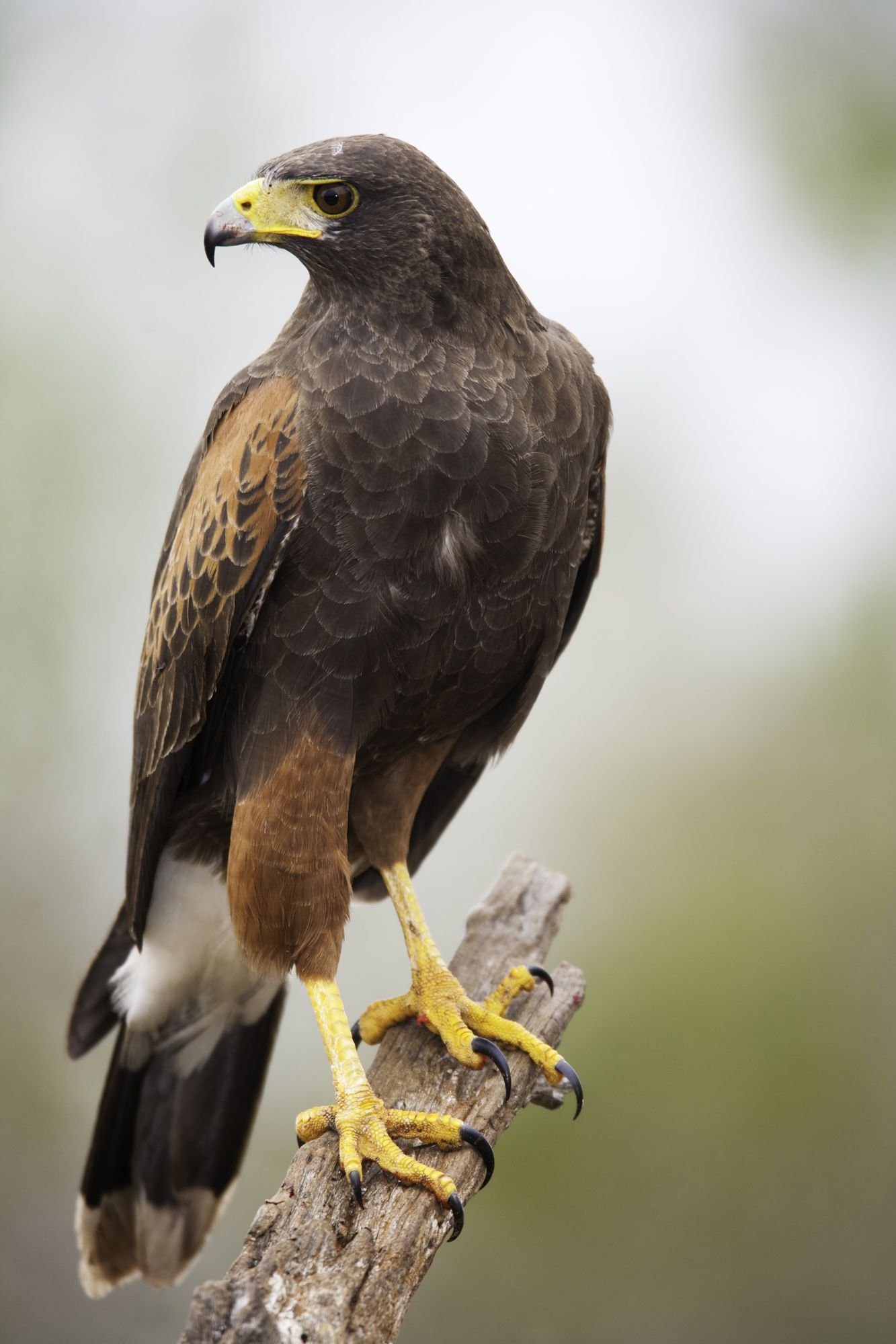 Harris' Hawk..栗翅鹰