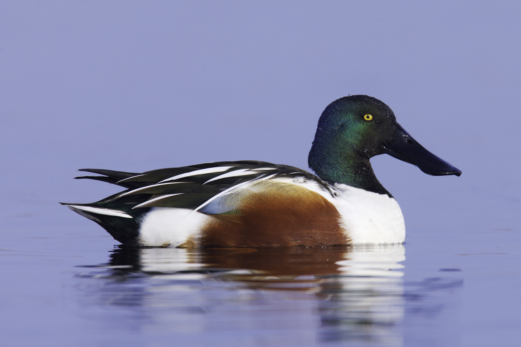 Northern Shoveler..琵嘴鸭