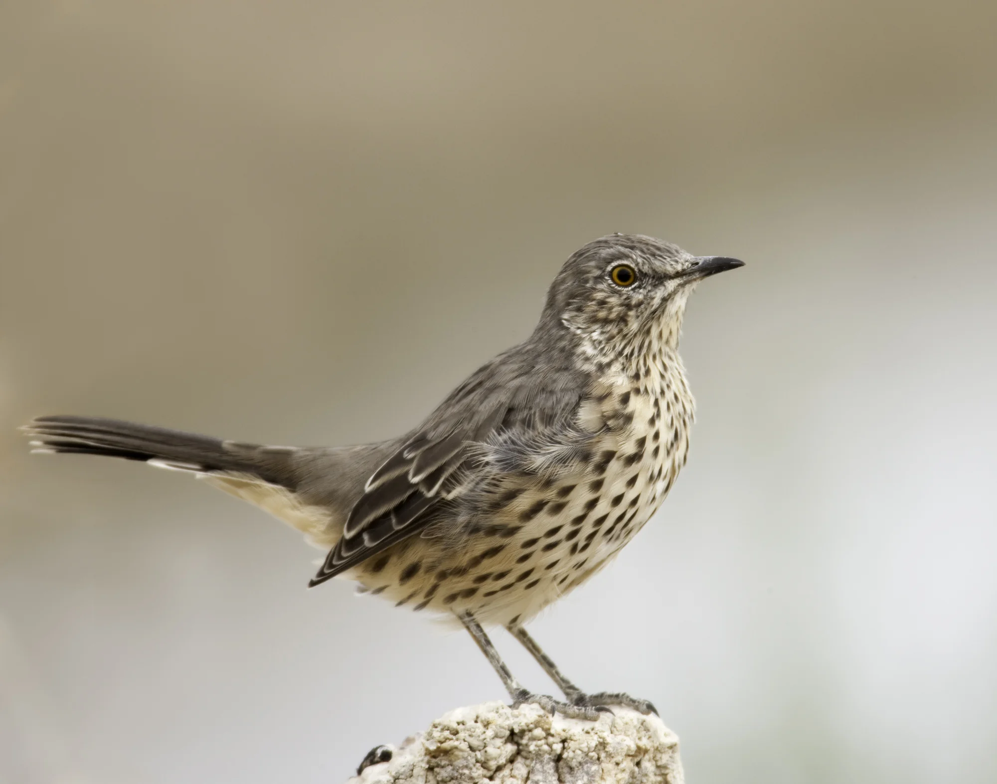 Sage Thrasher..高山弯嘴嘲鸫