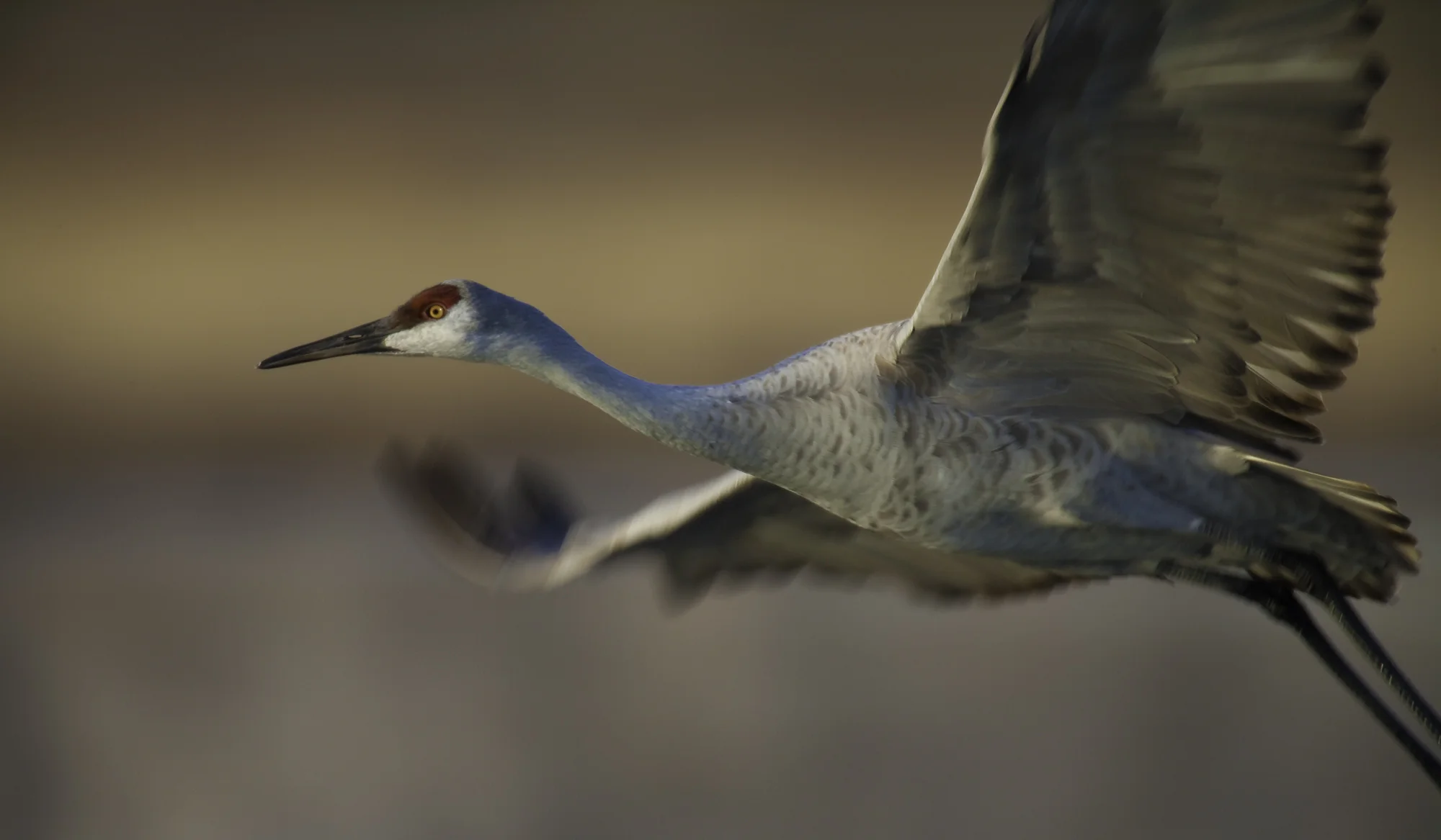 Sandhill Crane..沙丘鹤