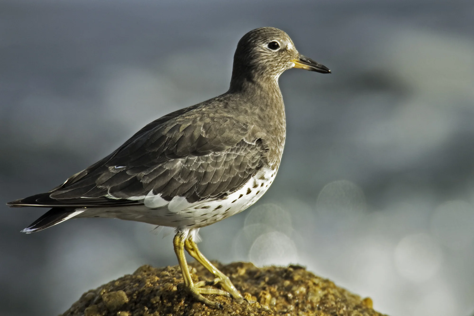 Surfbird..短嘴鹬