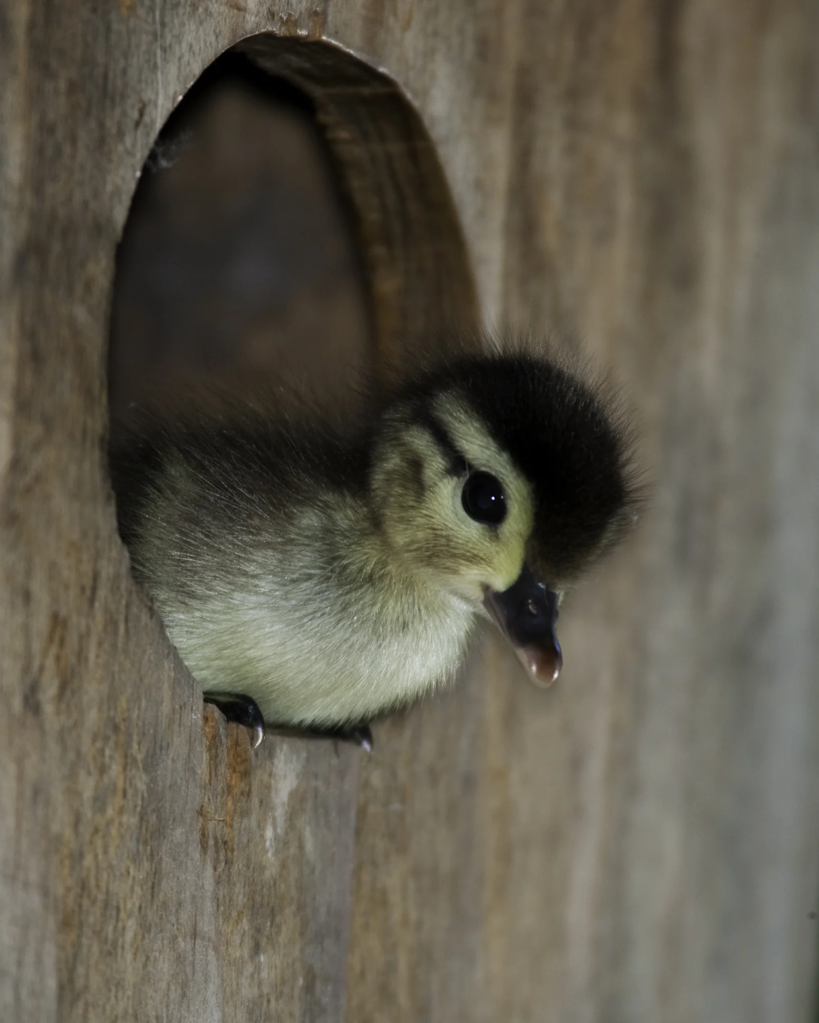 Wood Duck Duckling..林鸳鸯小鸭