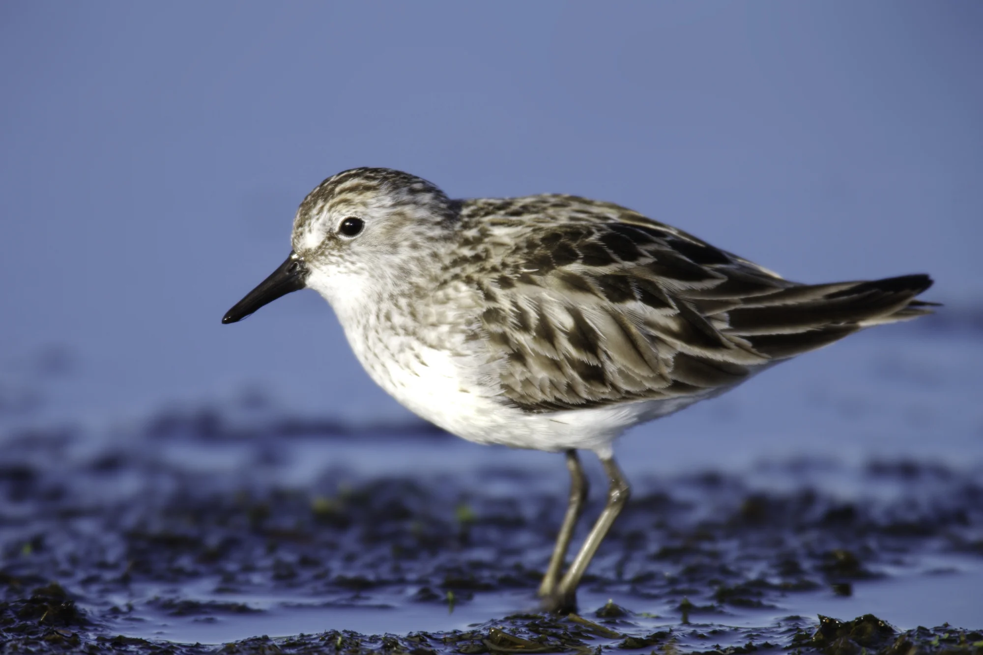 Semipalmated Sandpiper..半蹼滨鹬