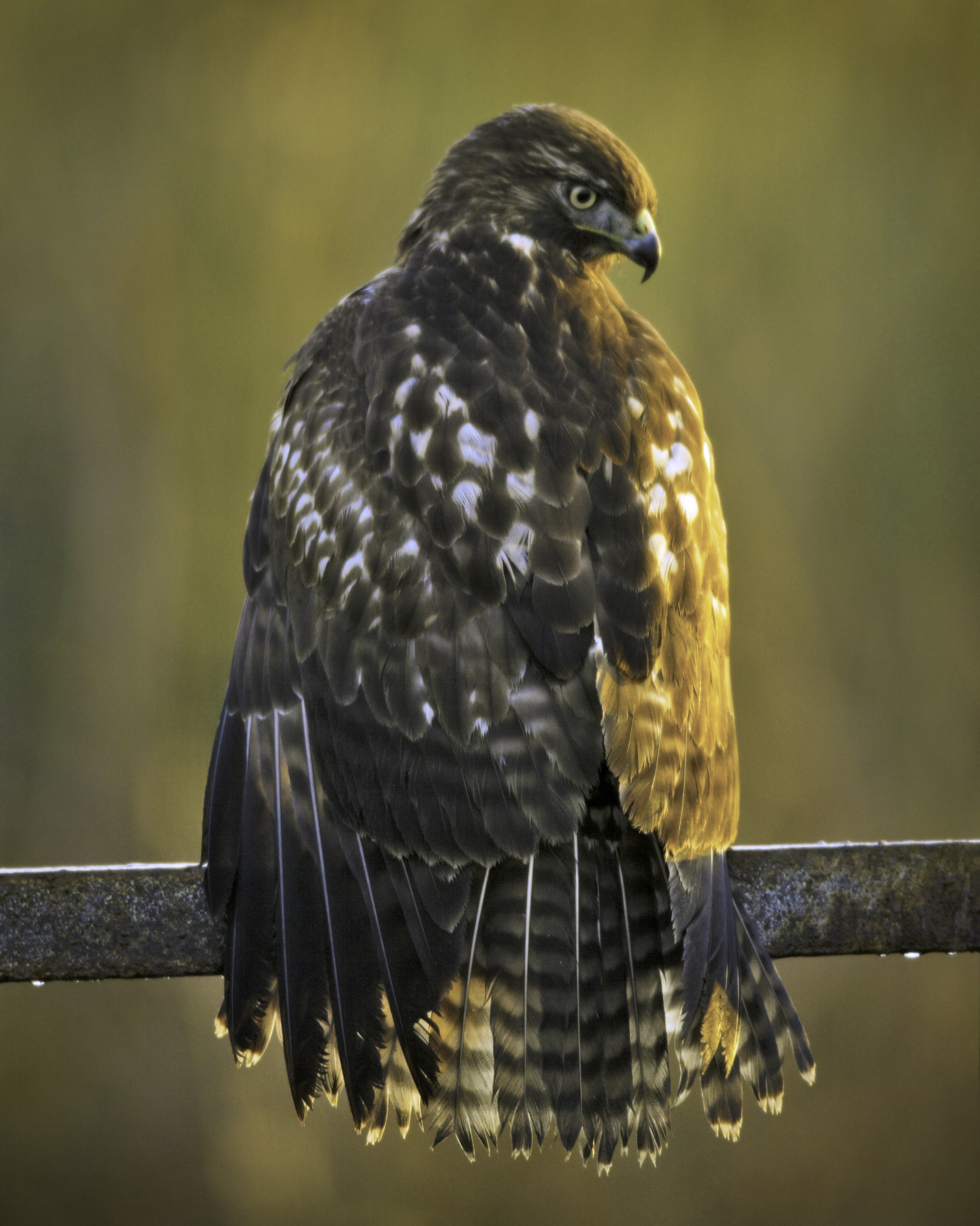 Red-tailed Hawk..红尾鵟