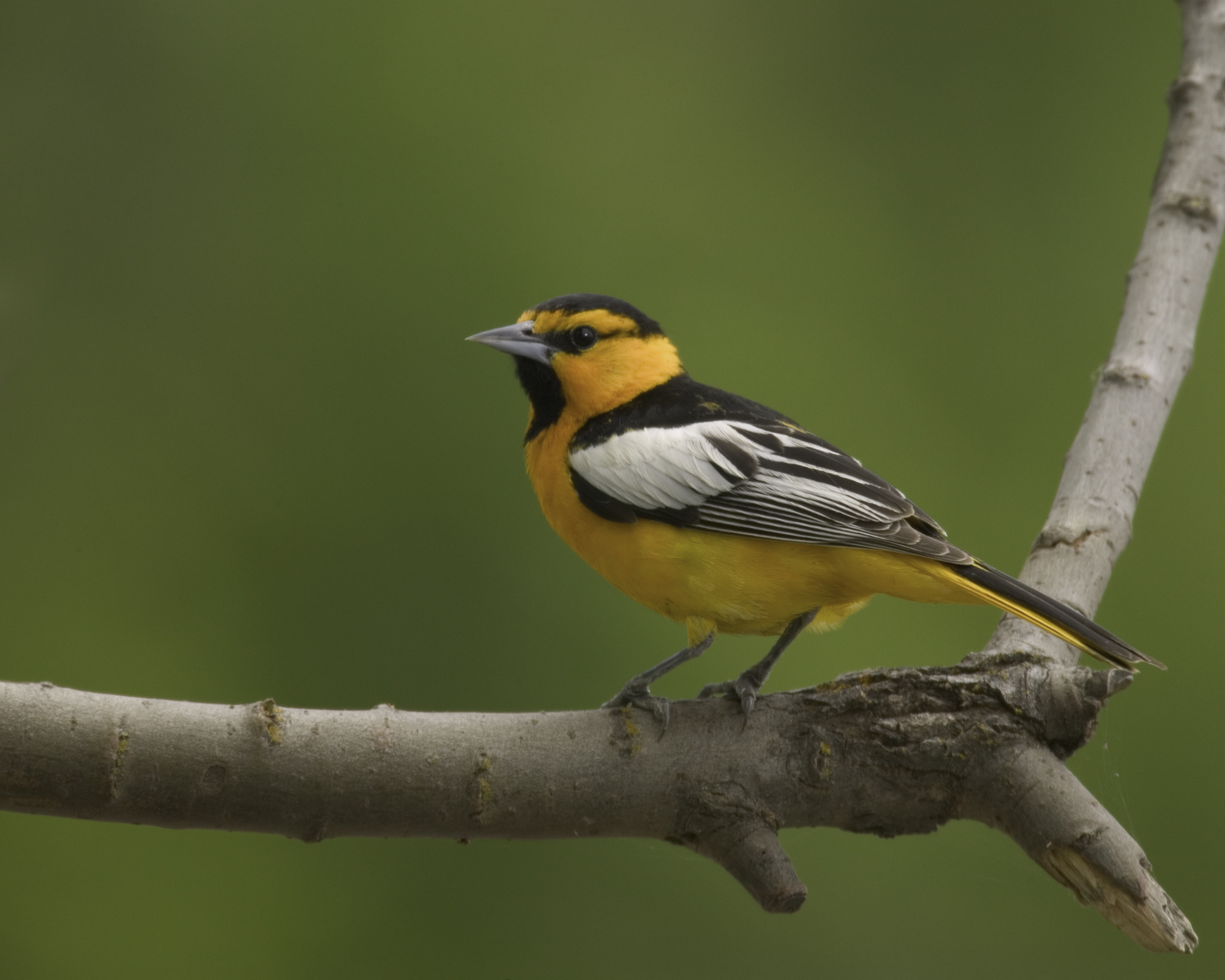 Bullock's Oriole..布氏拟鹂