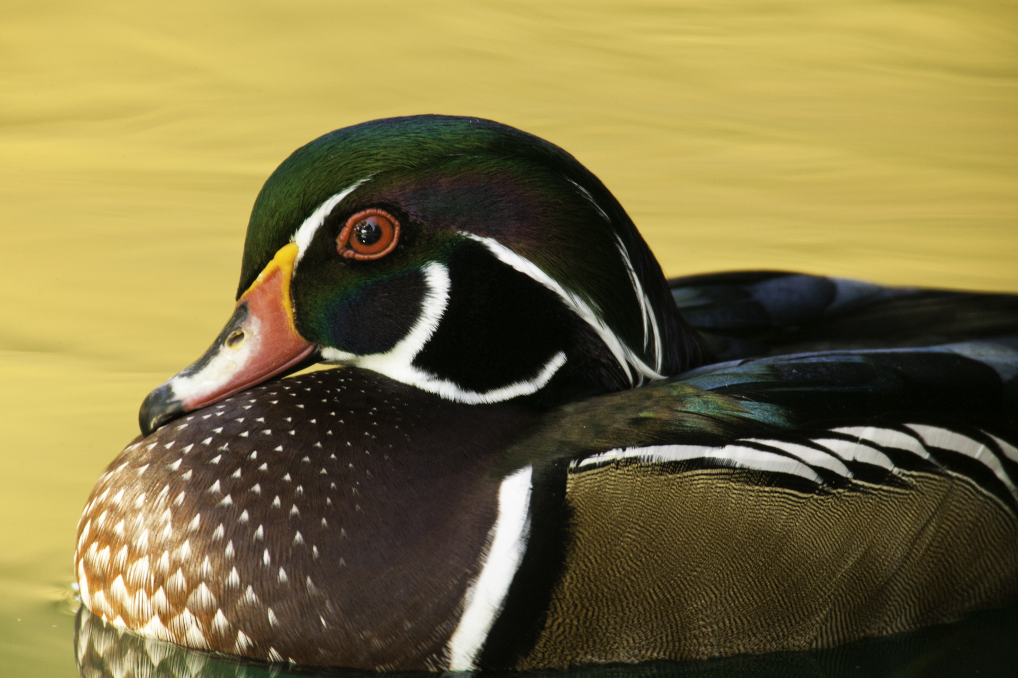 Wood Duck, male..雄性林鸳鸯