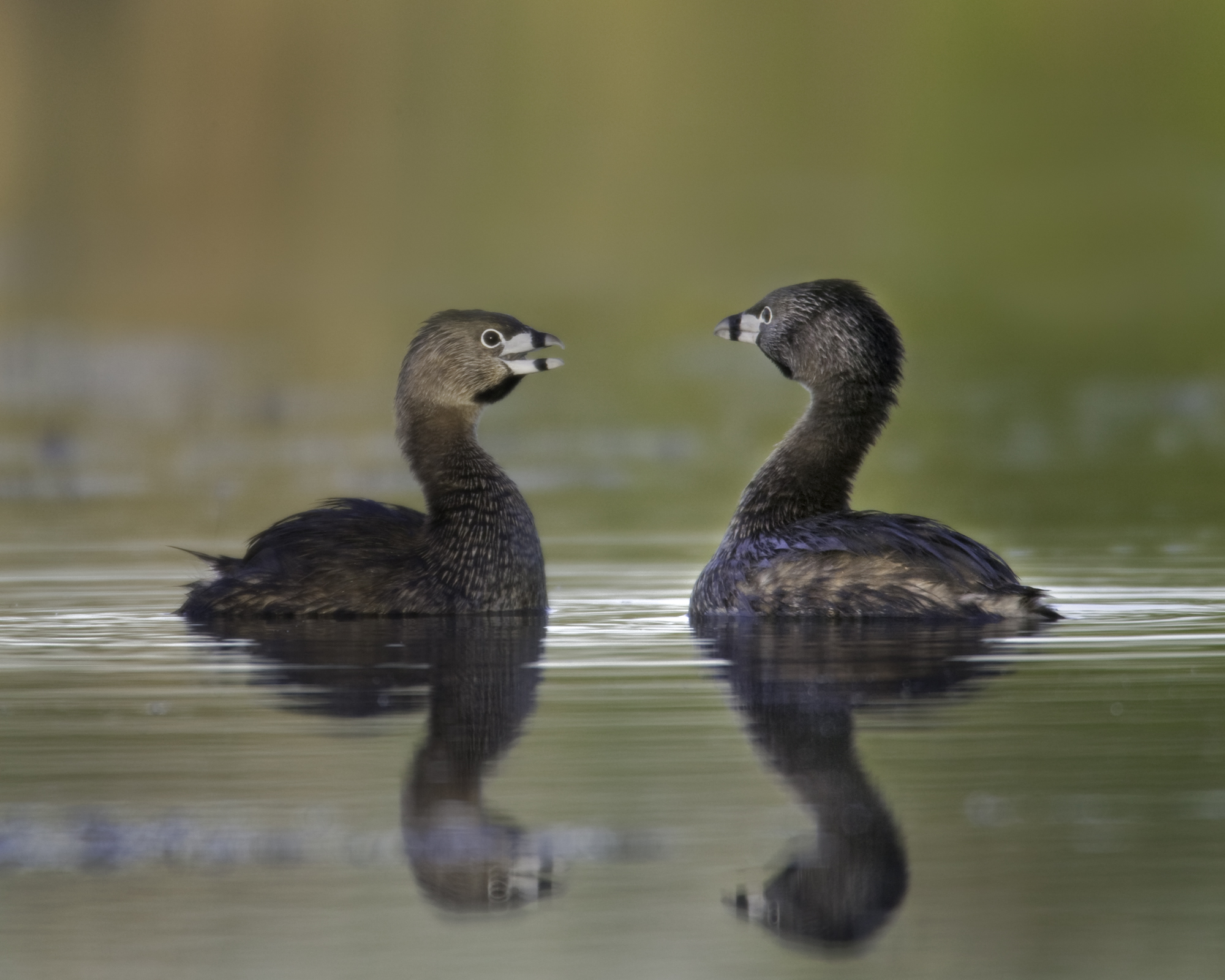 Pied-billed Grebes..斑嘴巨