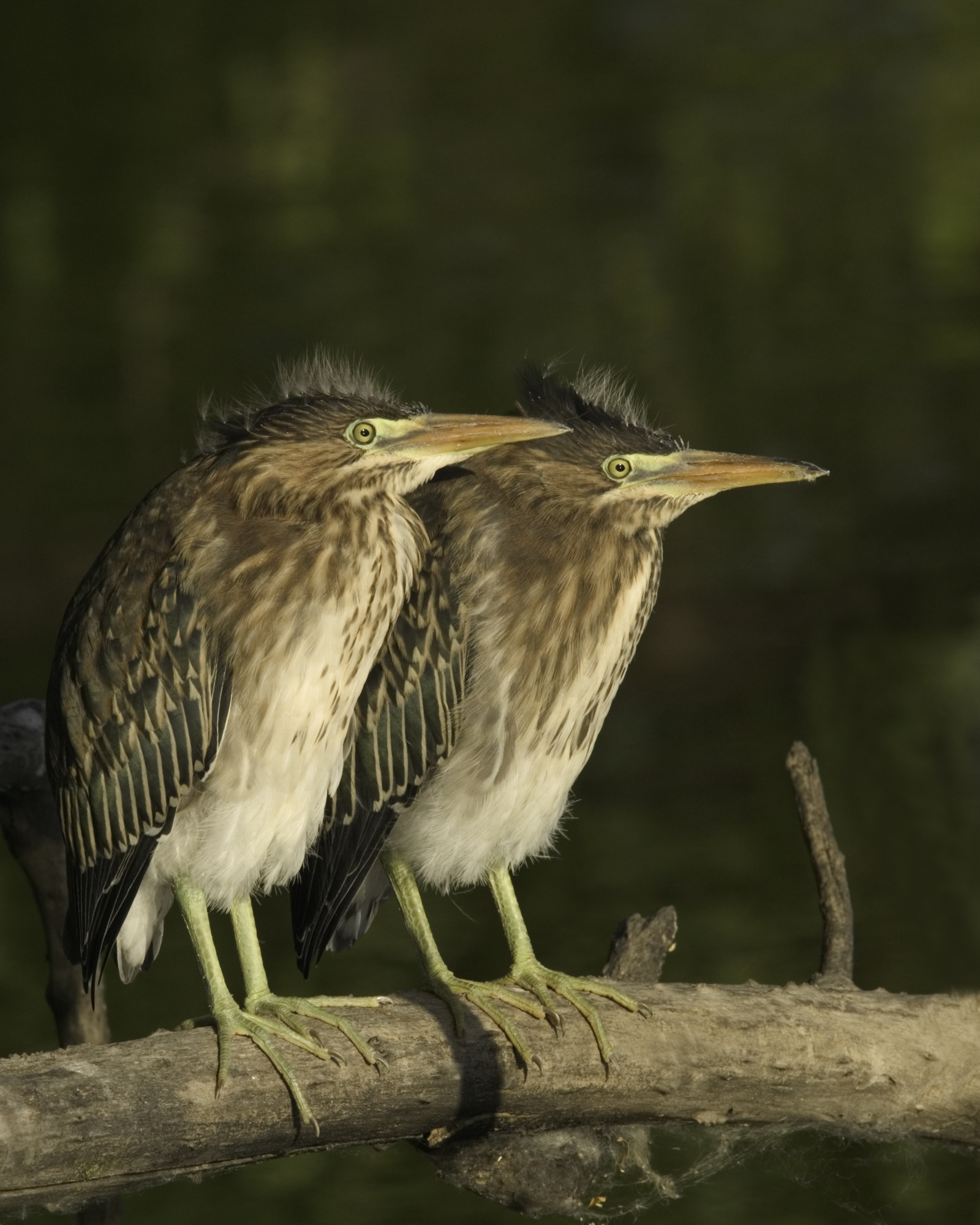 Juvenile Green Herons..少年的美洲绿鹭