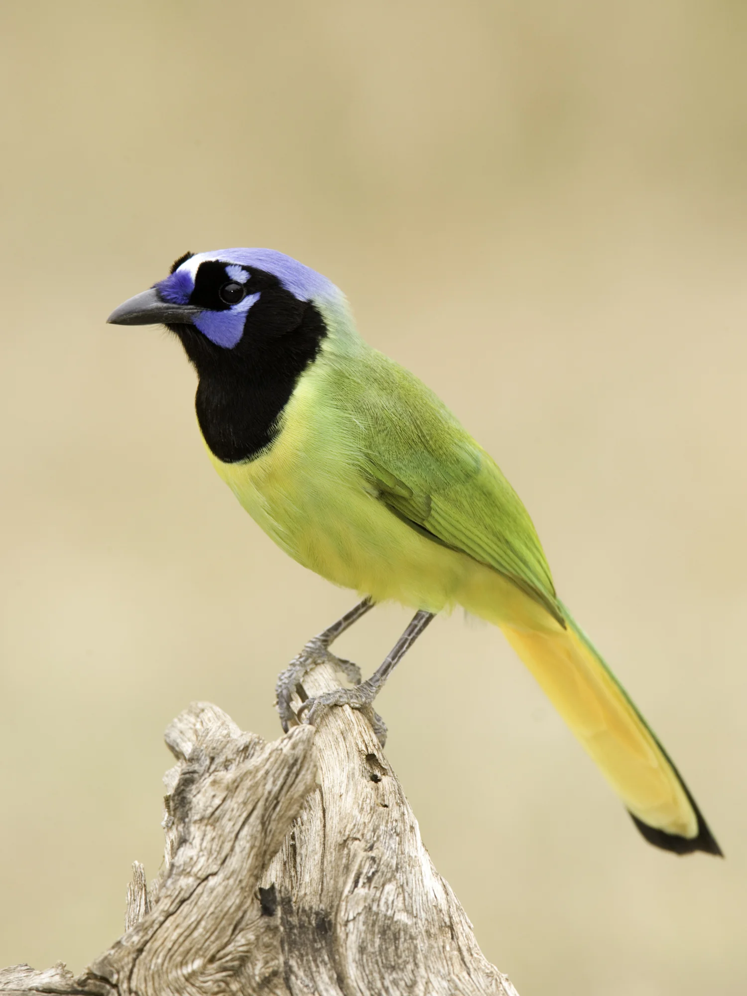 Green Jay..绿蓝鸦