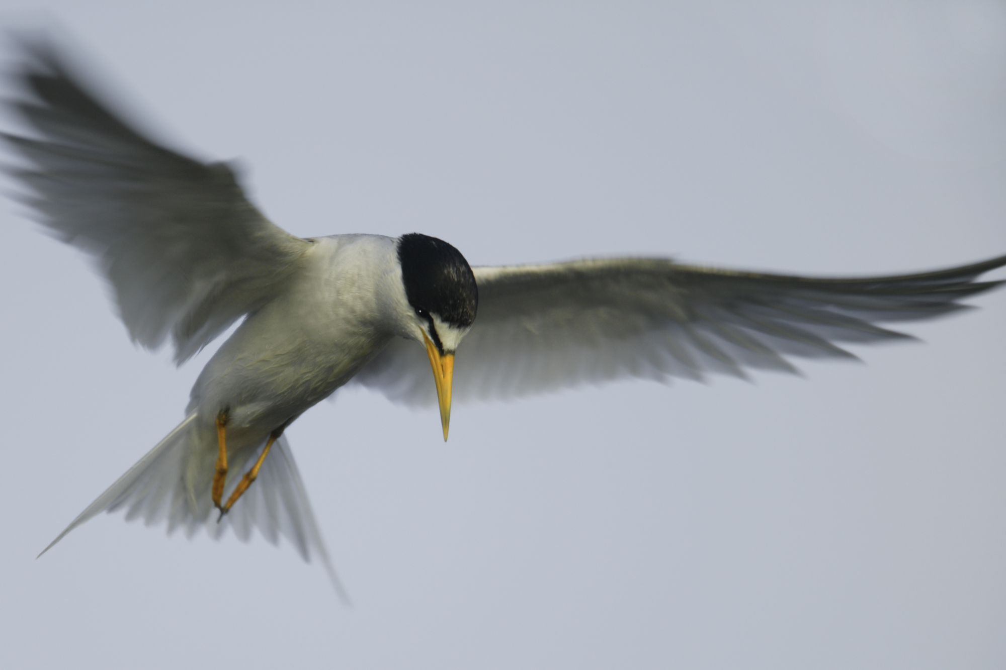 Least Tern..小白额燕鸥